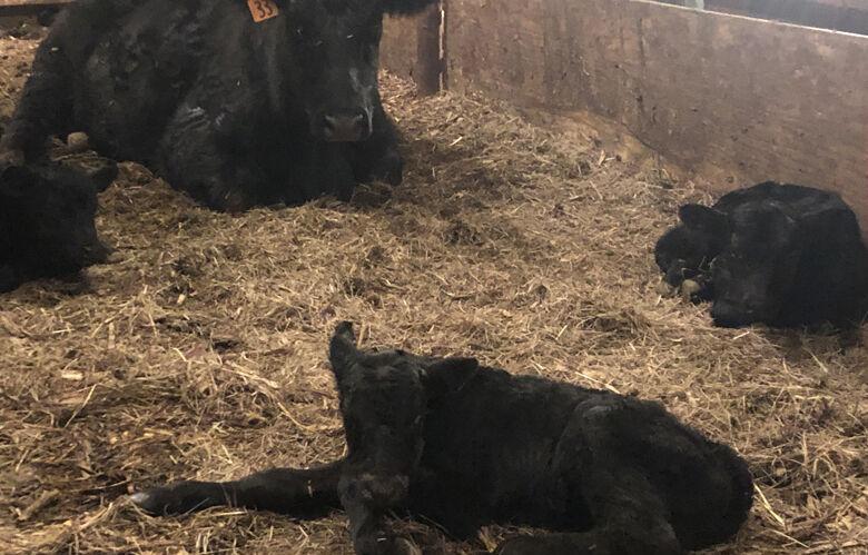 Homestead Farms - Triplet bull calves